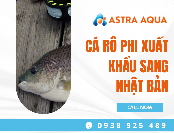 Cá rô phi xuất khẩu sang Nhật Bản