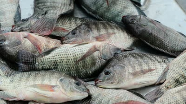 Cá rô phi xuất khẩu sang Trung Quốc
