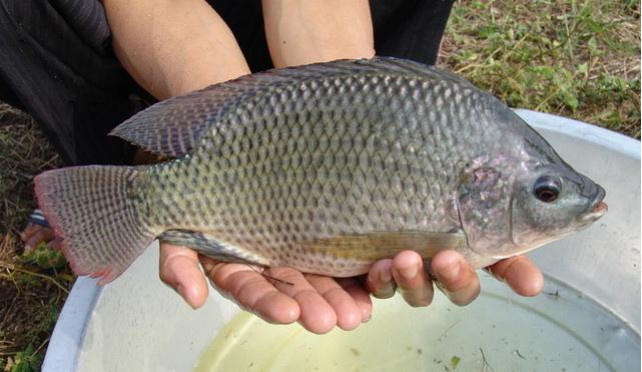 Cá rô phi xuất khẩu sang Trung Quốc