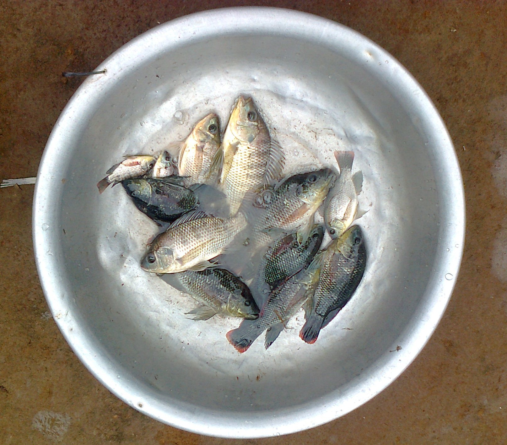 Cá rô phi xuất khẩu sang Trung Quốc