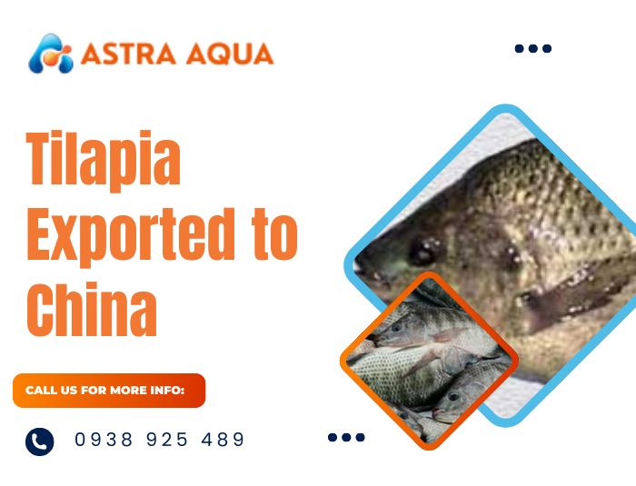 Tilapia Export to China