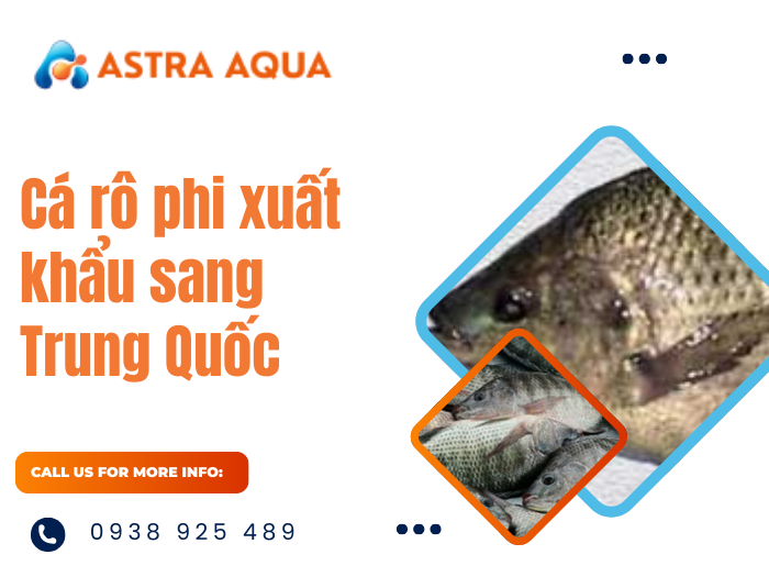 Cá rô phi xuất khẩu sang Trung Quốc
