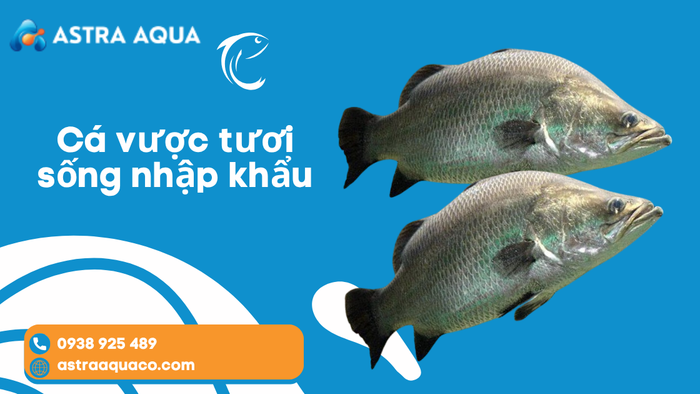 Cá Vược Tươi Sống Nhập Khẩu – Lựa Chọn Hải Sản Tươi Sống Cao Cấp Cho Nhà Hàng Và Người Tiêu Dùng
