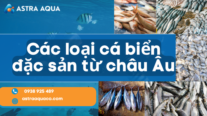 Các Loại Cá Biển Đặc Sản Từ Châu Âu – Nguồn Dinh Dưỡng Cao Cấp Cho Bữa Ăn Hiện Đại