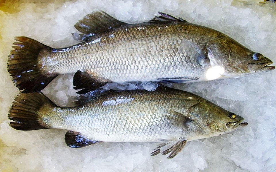 Cá Vược Biển (Seabass) Châu Âu – Sang Trọng Và Tinh Tế