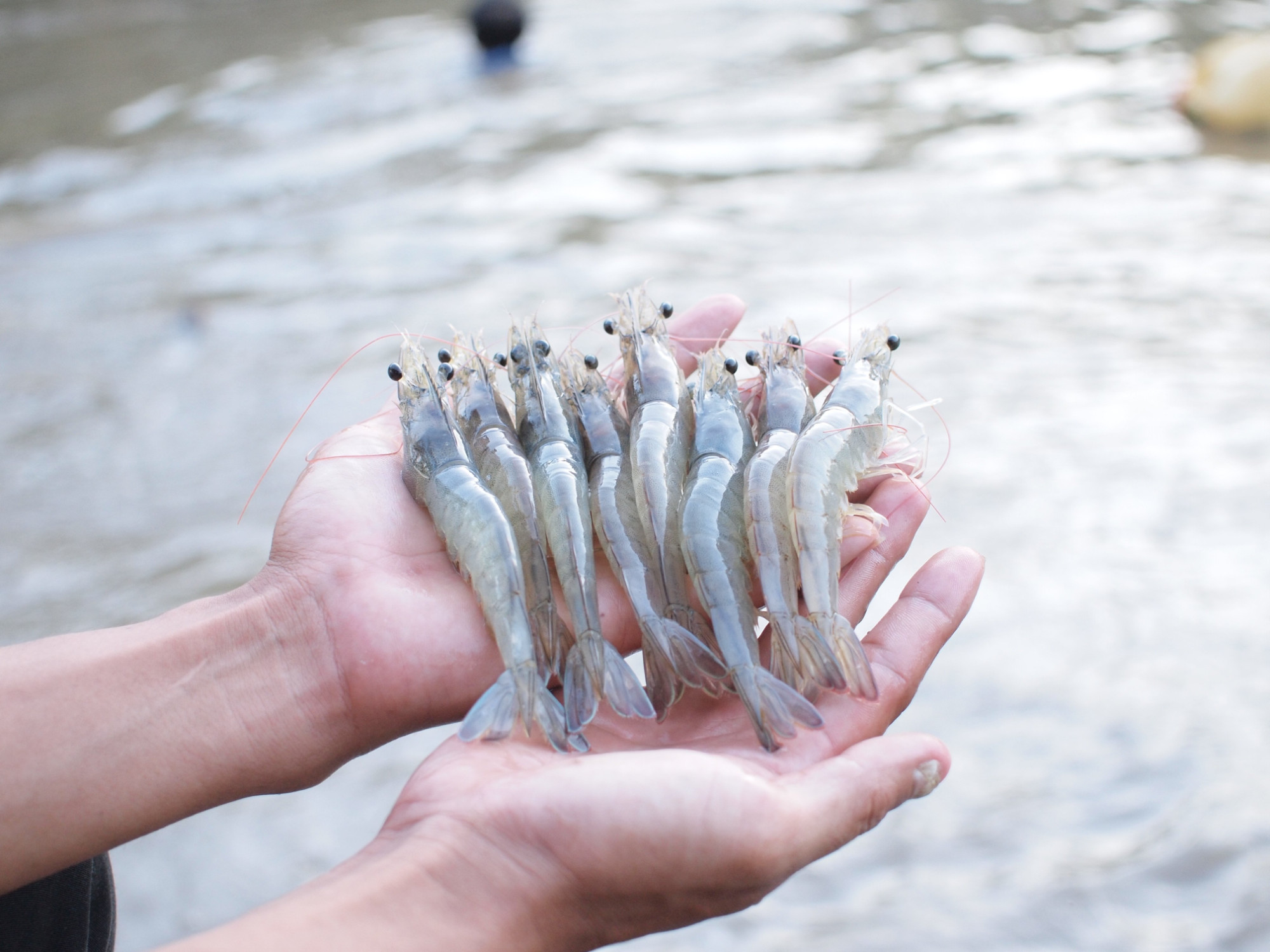 Các nhà xuất khẩu tôm thẻ chân trắng sang thị trường Trung Quốc