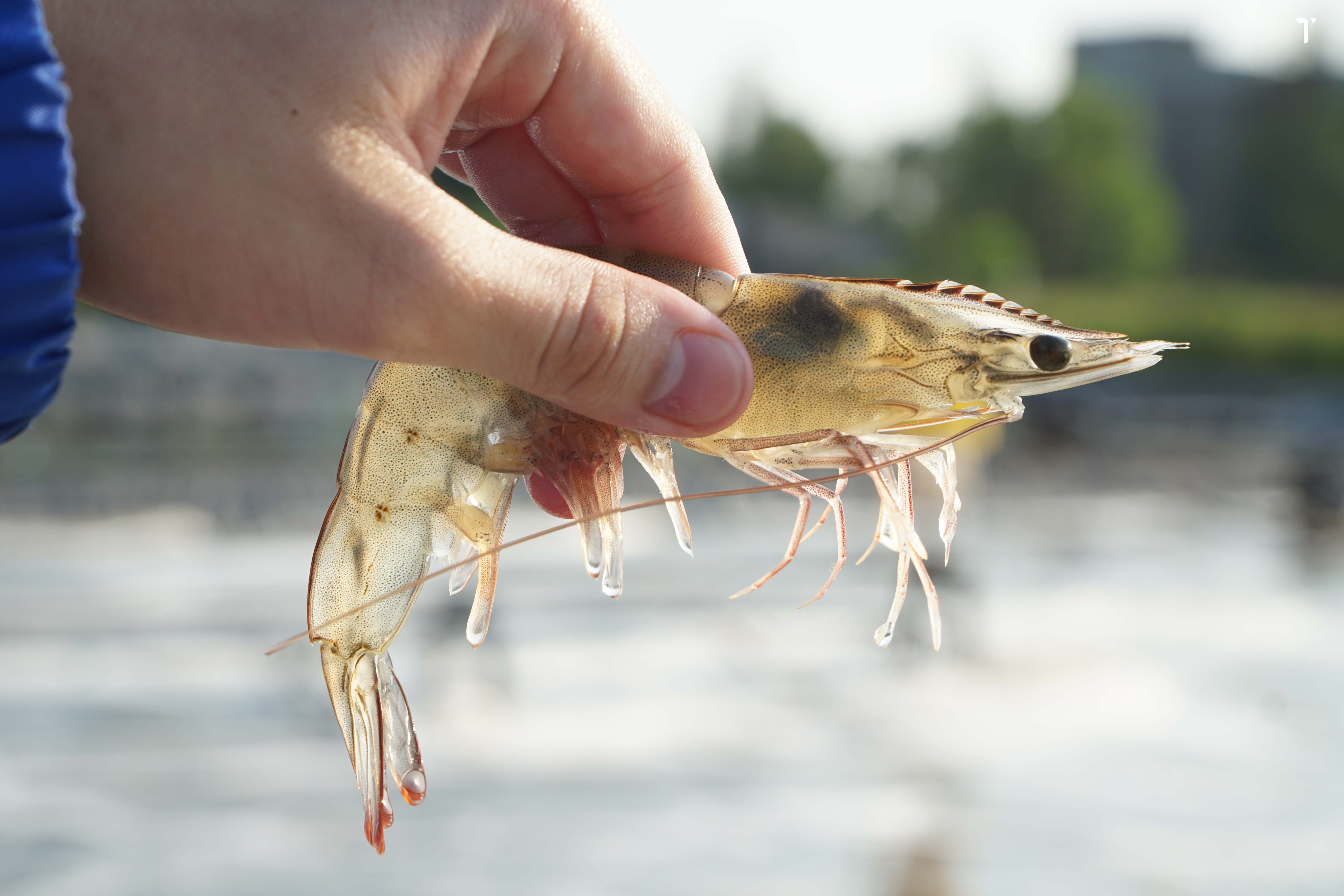 Các nhà xuất khẩu tôm thẻ chân trắng sang thị trường Trung Quốc