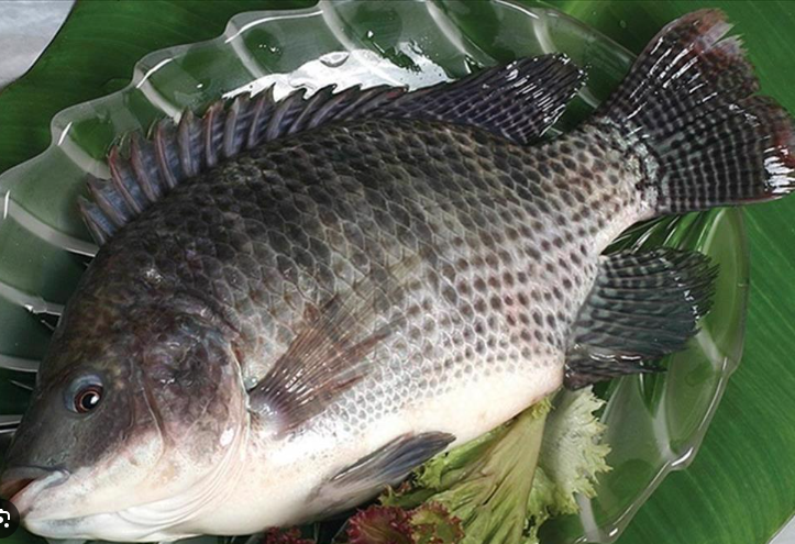 Các quy định nhập khẩu cá rô phi tại Hàn Quốc