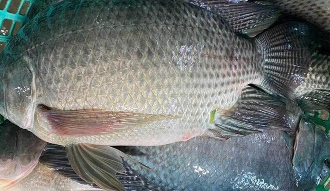 Các quy định nhập khẩu cá rô phi tại Hàn Quốc