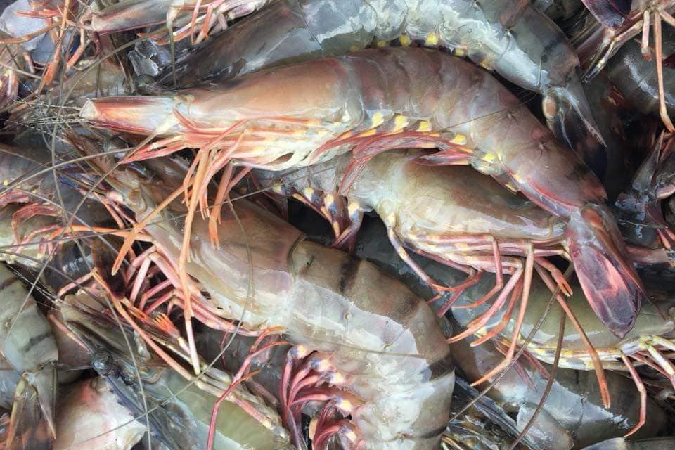 Tôm sú đông lạnh dành cho thị trường Singapore