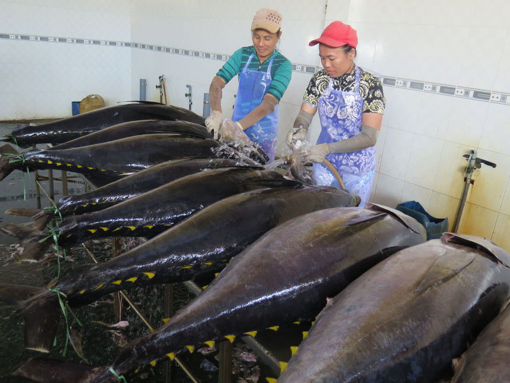 Cá ngừ tươi đông lạnh từ đại dương Hàn Quốc