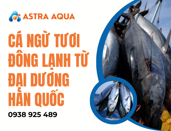 Cá ngừ tươi đông lạnh từ đại dương Hàn Quốc