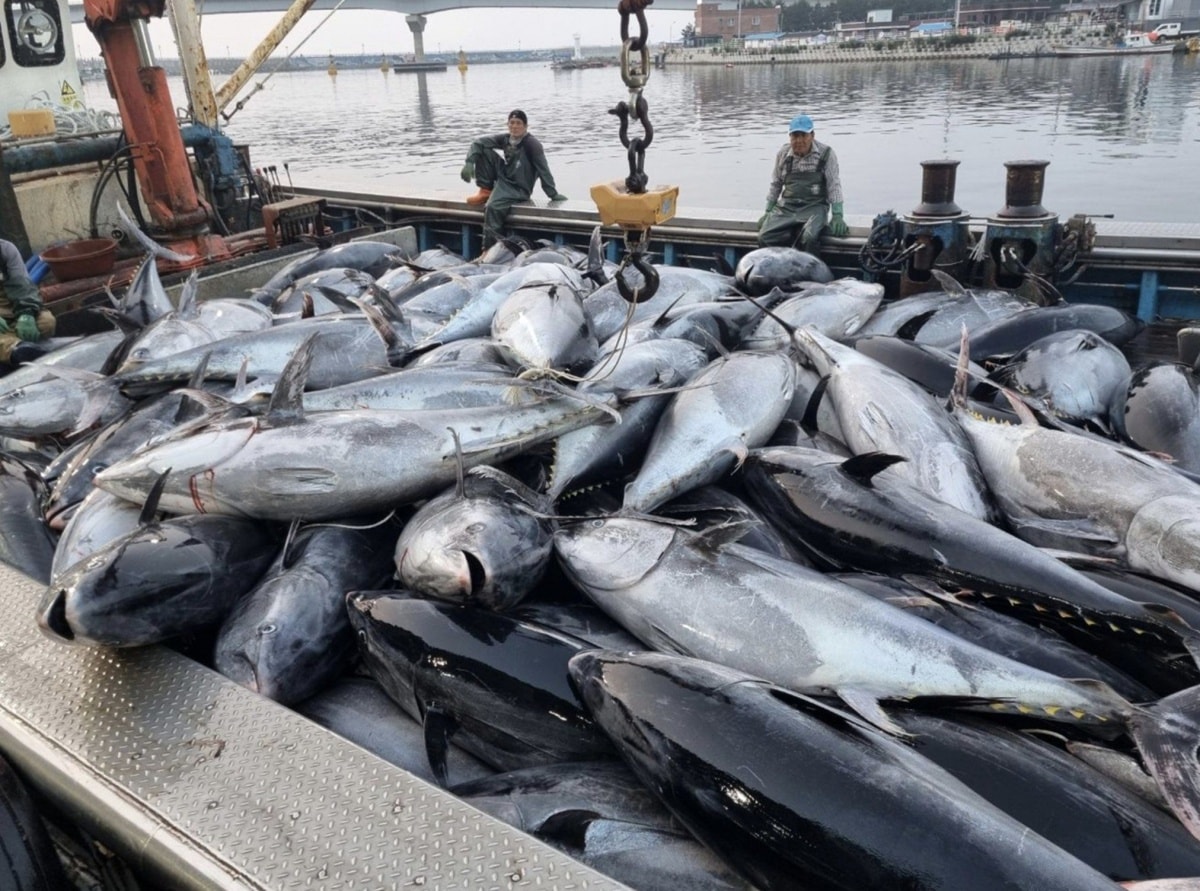 Thị trường tiêu thụ cá ngừ đông lạnh tại Trung Quốc