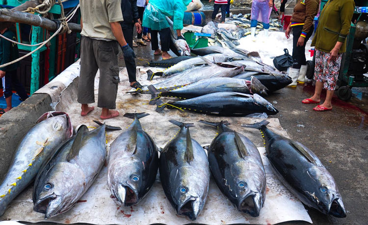 Bảo quản và vận chuyển cá ngừ đông lạnh