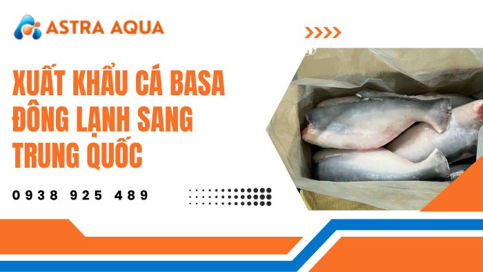 Cung ứng xuất khẩu cá basa đông lạnh sang Trung Quốc bởi Astra Aqua
