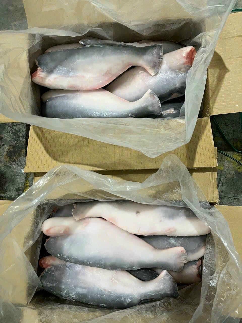 Công nghệ cấp đông IQF bảo quản cá basa đông lạnh sang Trung Quốc