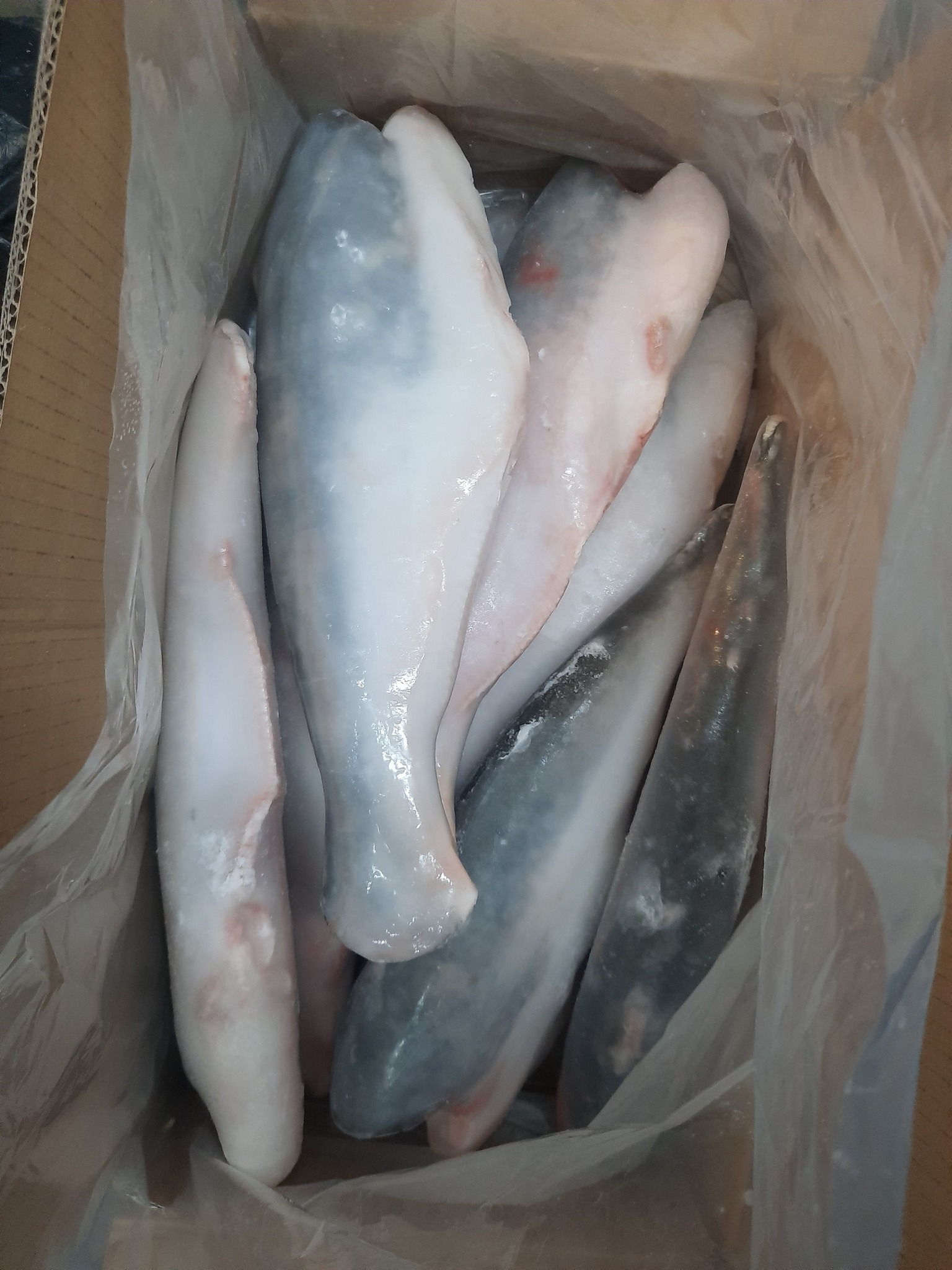 Astra Aqua phân phối cá basa đông lạnh sang Trung Quốc đạt chuẩn GACC