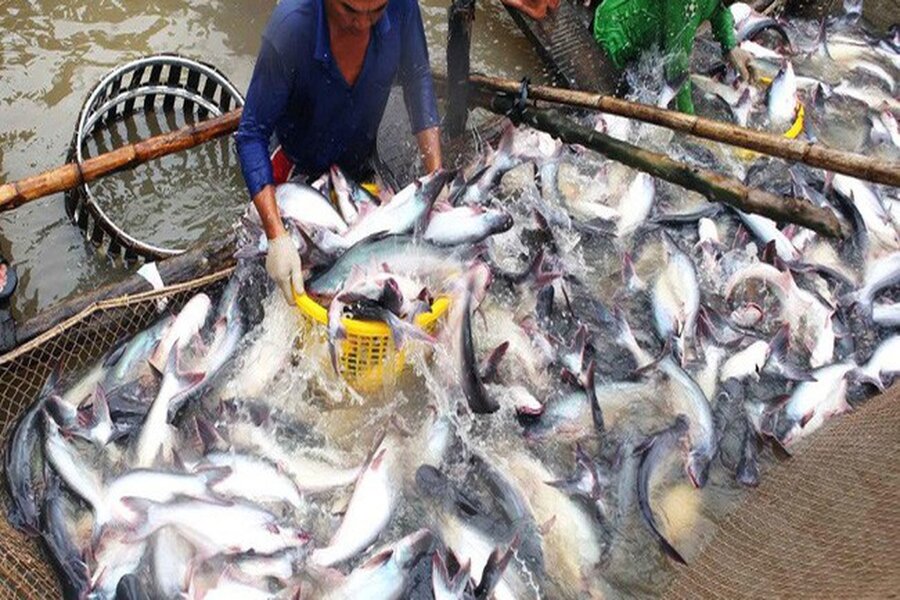 Hệ thống cấp đông sâu cho cá basa nguyên liệu xuất khẩu sang Philippines