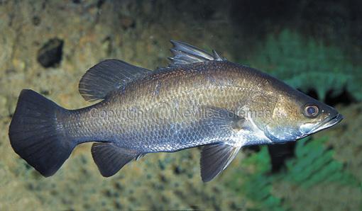 Giá xuất khẩu cá chẽm sang Nhật Bản