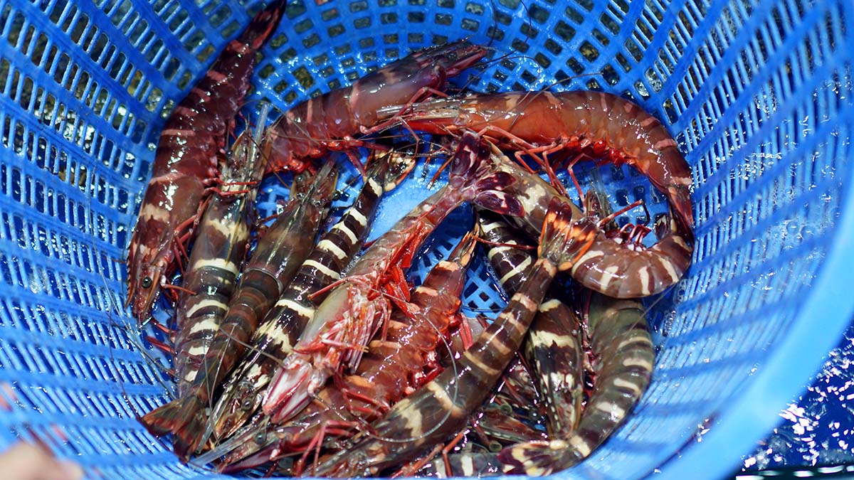 Giá xuất khẩu tôm sú đen sang Trung Quốc