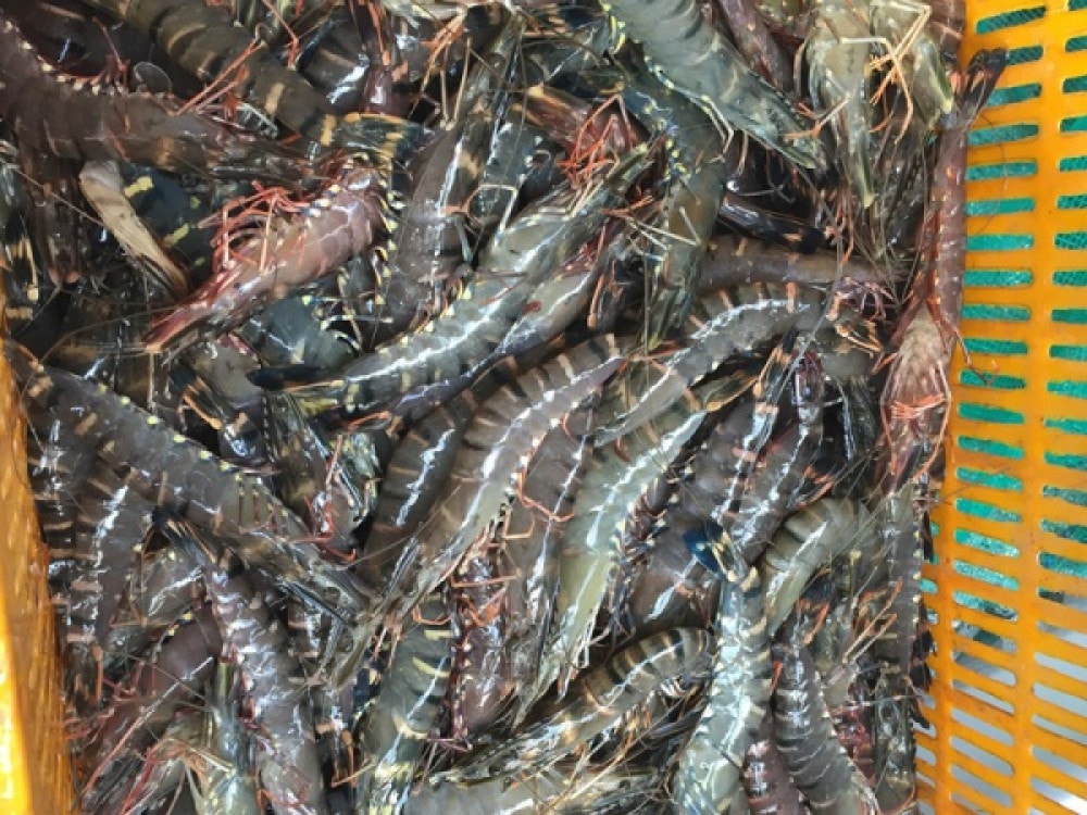 Giá xuất khẩu tôm sú đen sang Trung Quốc