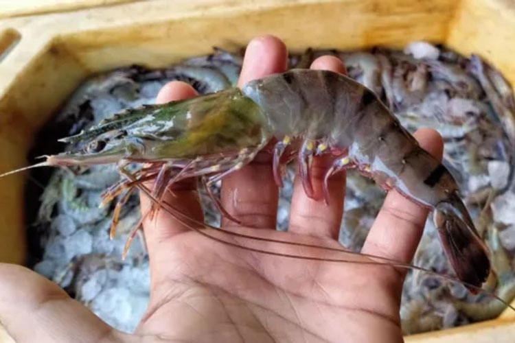 Giá xuất khẩu tôm sú đen sang Trung Quốc