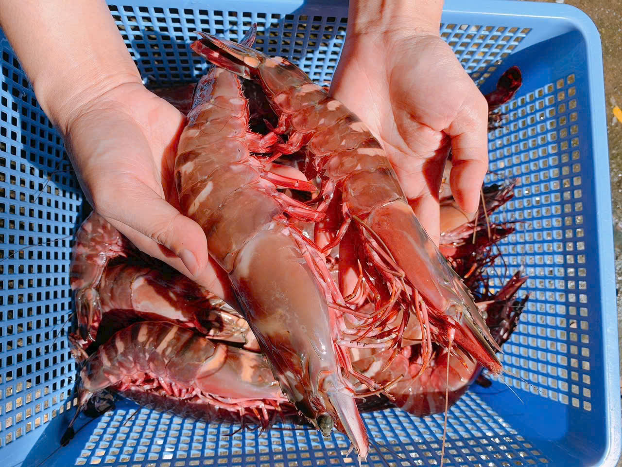 Giá xuất khẩu tôm sú đen sang Trung Quốc