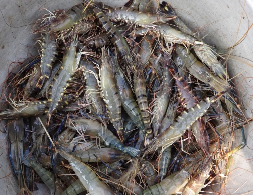 Giá xuất khẩu Tôm sú tại Philippines