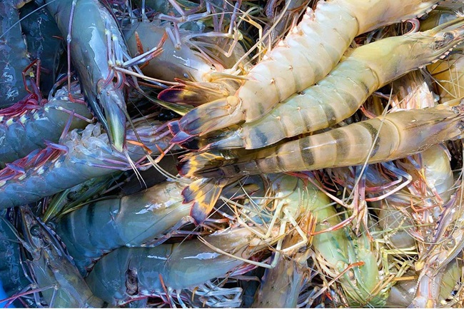 Giá xuất khẩu Tôm sú tại Philippines