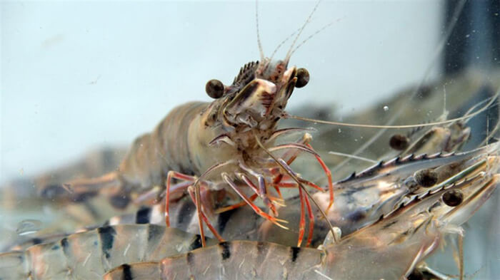 Giá xuất khẩu Tôm sú tại Philippines