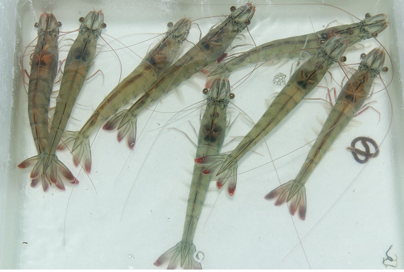 Giá xuất khẩu tôm thẻ chân trắng sang Hàn Quốc