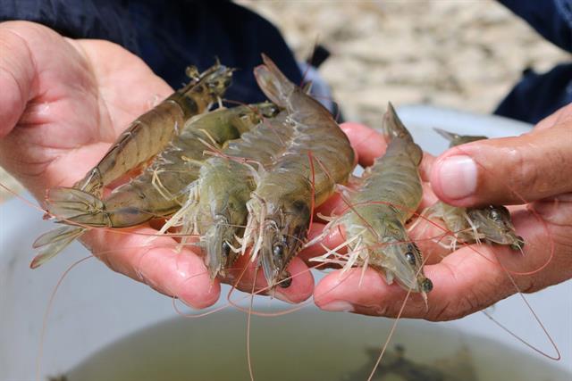 Giá xuất khẩu tôm thẻ chân trắng sang Hàn Quốc