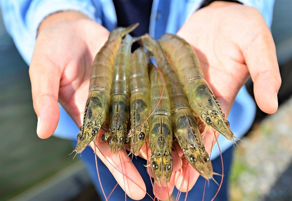 Giá xuất khẩu tôm thẻ chân trắng sang Nhật Bản