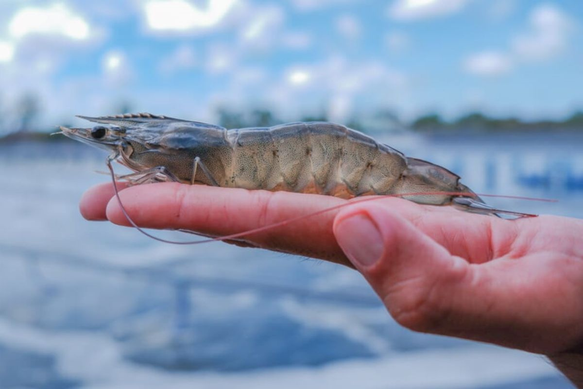 Giá xuất khẩu tôm thẻ chân trắng sang Nhật Bản