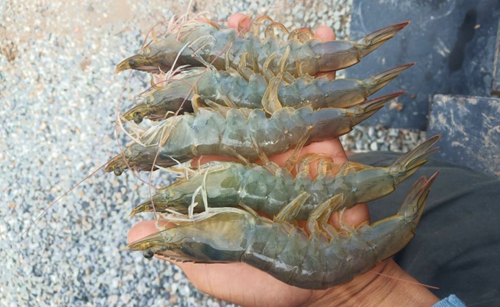 Giá xuất khẩu tôm thẻ chân trắng sang Nhật Bản