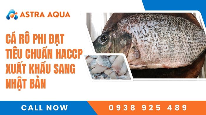 Xuất khẩu cá rô phi đạt tiêu chuẩn HACCP sang Nhật Bản từ Astra Aqua