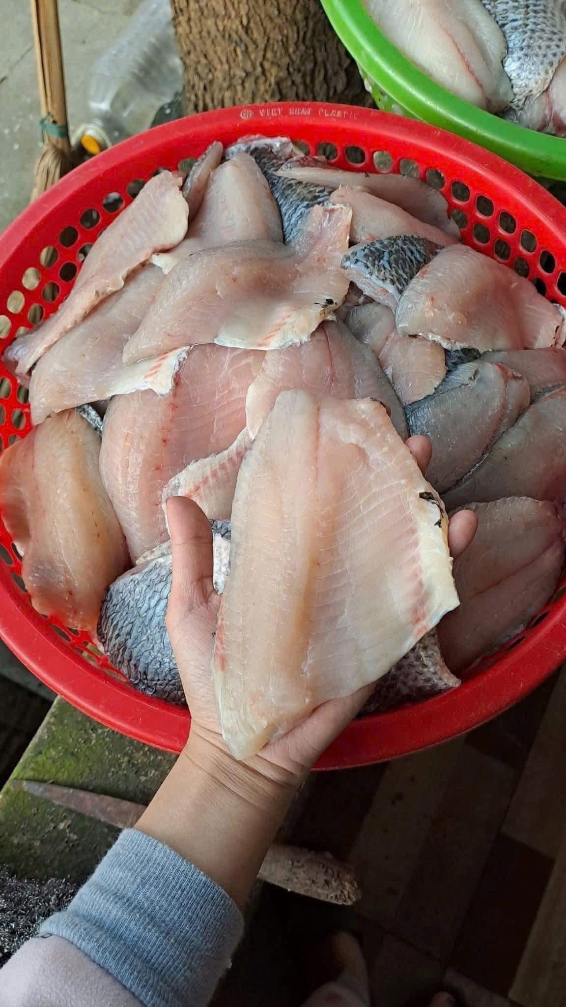 Công nghệ cấp đông bảo quản cá rô phi xuất khẩu sang Nhật