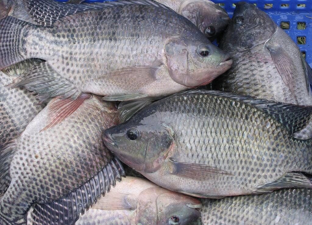 Dịch vụ logistics xuất khẩu cá rô phi sang Nhật Bản trọn gói