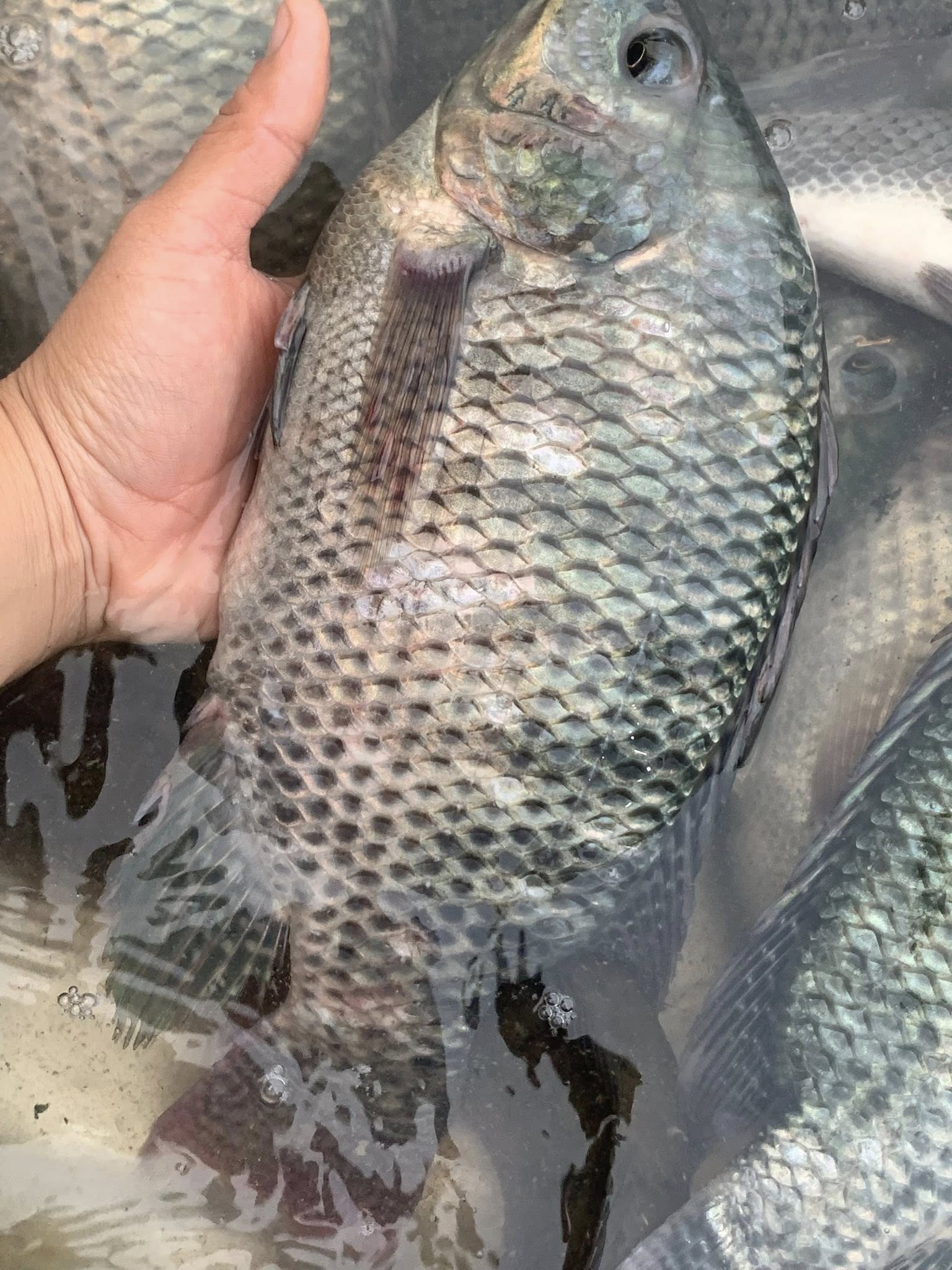 Các dòng sản phẩm cá rô phi xuất sang Nhật Bản phổ biến