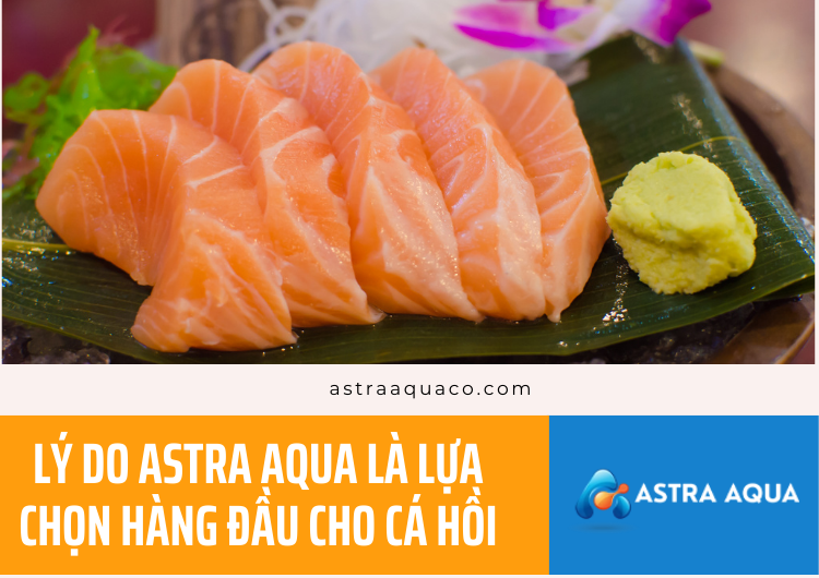 Lý Do ASTRA AQUA Là Lựa Chọn Hàng Đầu Cho Cá Hồi tại Astra Aqua