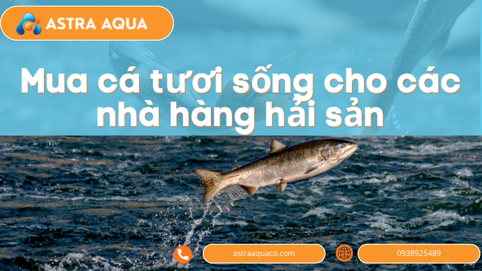 Mua Cá Tươi Sống Cho Các Nhà Hàng Hải Sản: Giải Pháp Hoàn Hảo Từ Công Ty Astra Aqua