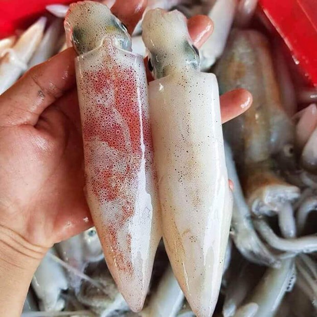 Bí Quyết Chọn Mua Mực Đông Lạnh Uy Tín