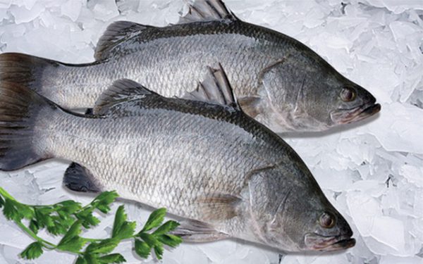 Nhà cung cấp cá chẽm cho thị trường Nhật Bản