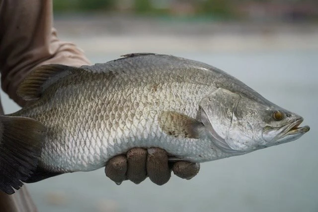 Nhà cung cấp cá chẽm tại Hàn Quốc