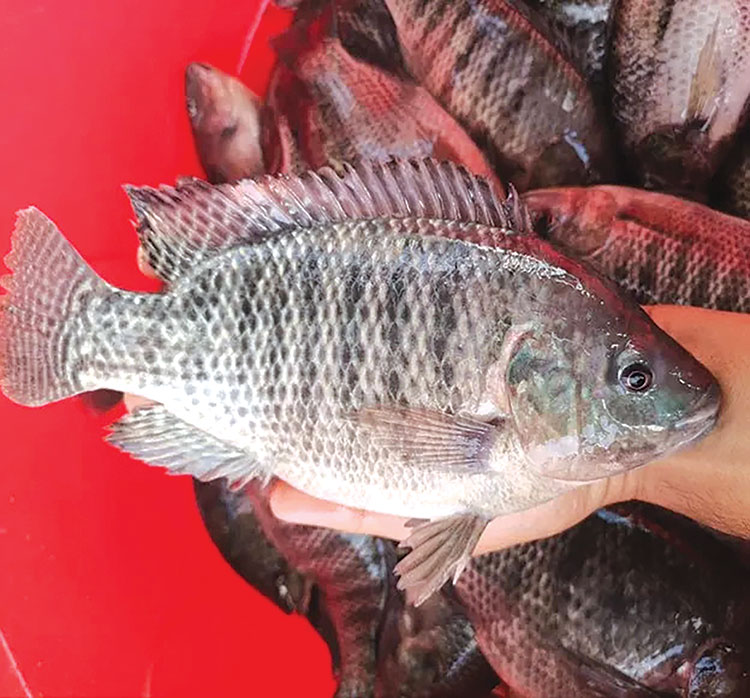 Nhà cung cấp cá rô phi cho các nhà hàng Nhật Bản