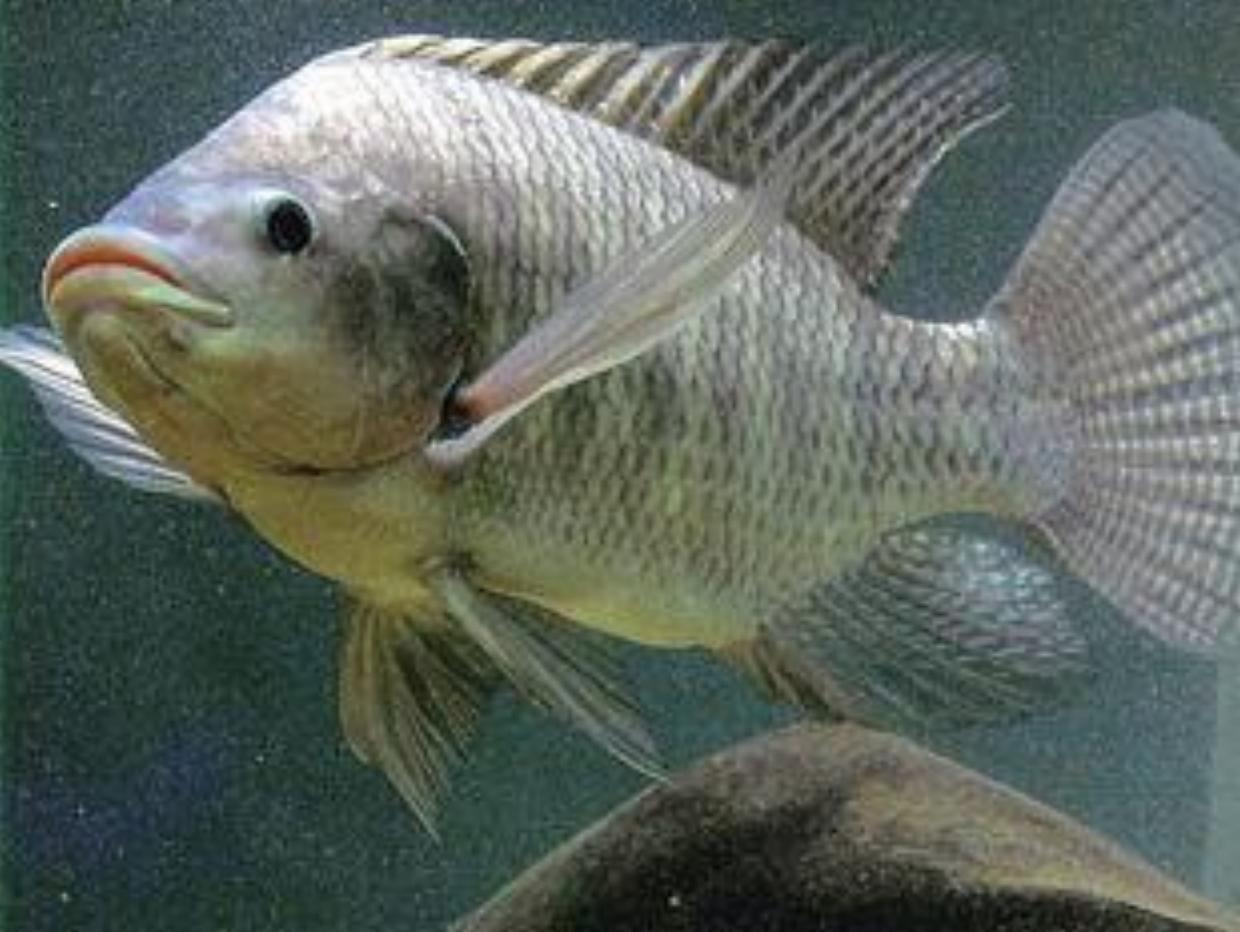 Nhà cung cấp cá rô phi cho các nhà hàng Nhật Bản