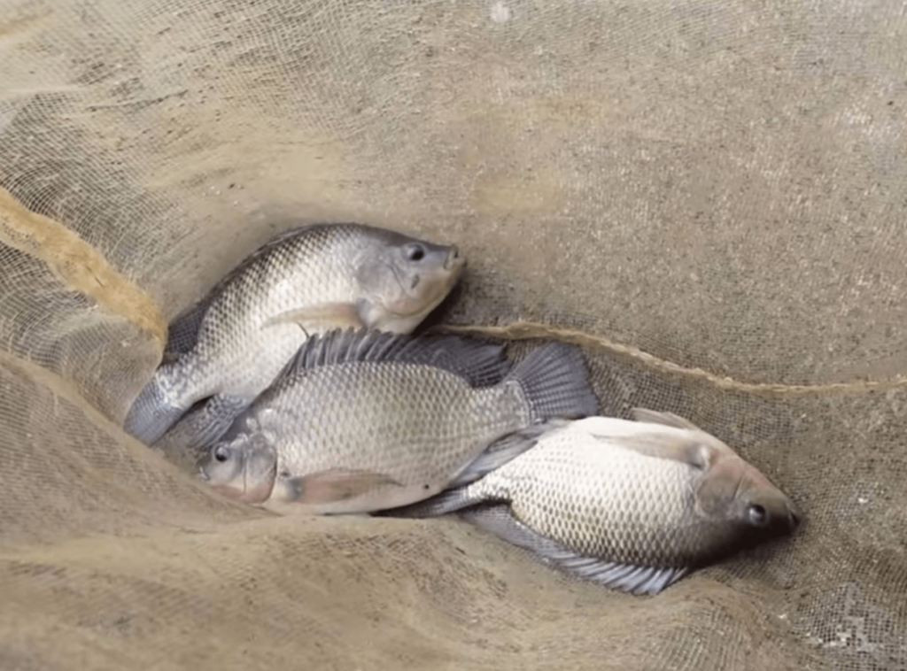 Nhà cung cấp cá rô phi cho các nhà hàng Nhật Bản