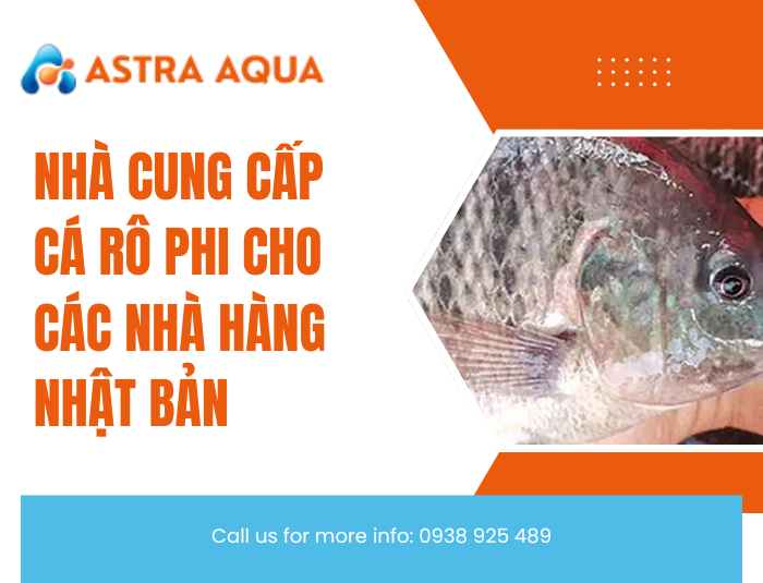 Nhà cung cấp cá rô phi cho các nhà hàng Nhật Bản