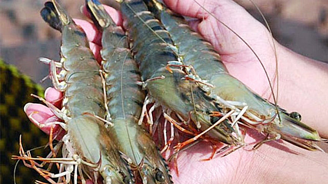 Nhà cung cấp tôm sú cho thị trường Hàn Quốc