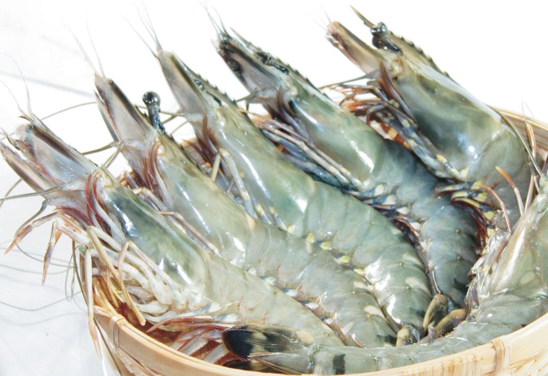 Nhà cung cấp tôm sú cho thị trường Hàn Quốc